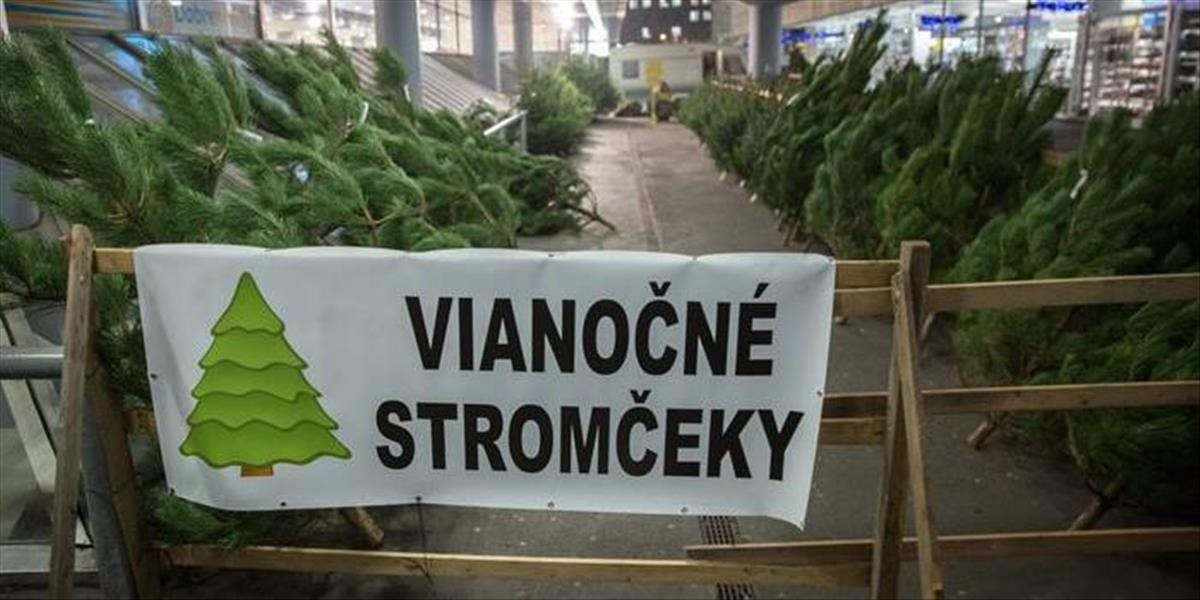 Lesníci začali s predajom vianočných stromčekov, na trh ich dodajú 5000