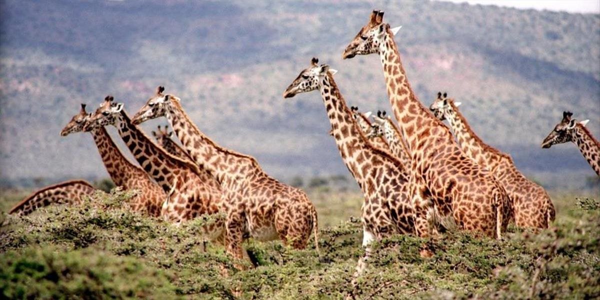 Žirafám hrozí vyhynutie, varuje ochranárska organizácia IUCN