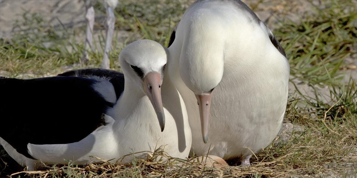 Najstarší morský vták na svete opäť čaká mláďa