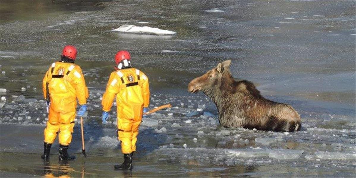 VIDEO Hasiči zachraňovali losa, pod ktorým sa prelomil ľad