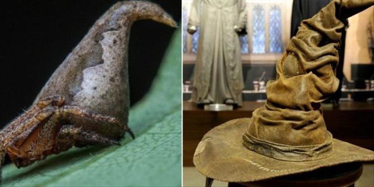 V Indii našli pavúka, čo vyzerá ako Triediaci klobúk z Harryho Pottera