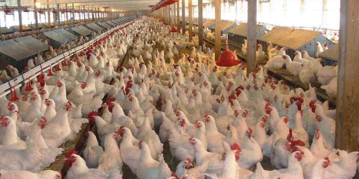 Sebestačnosť v produkcii hydiny roky stagnuje, hydinári volajú po lepšej podpore