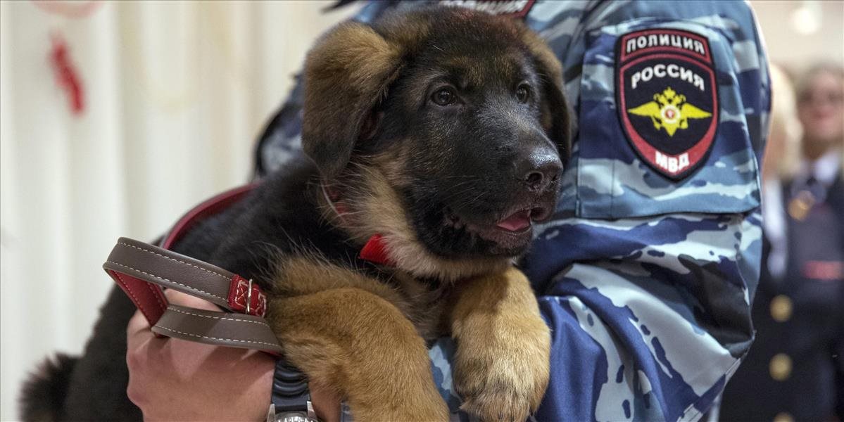 Pes Dobryňa, ktorého Rusko darovalo Francúzsku, nie je schopný služby v polícii