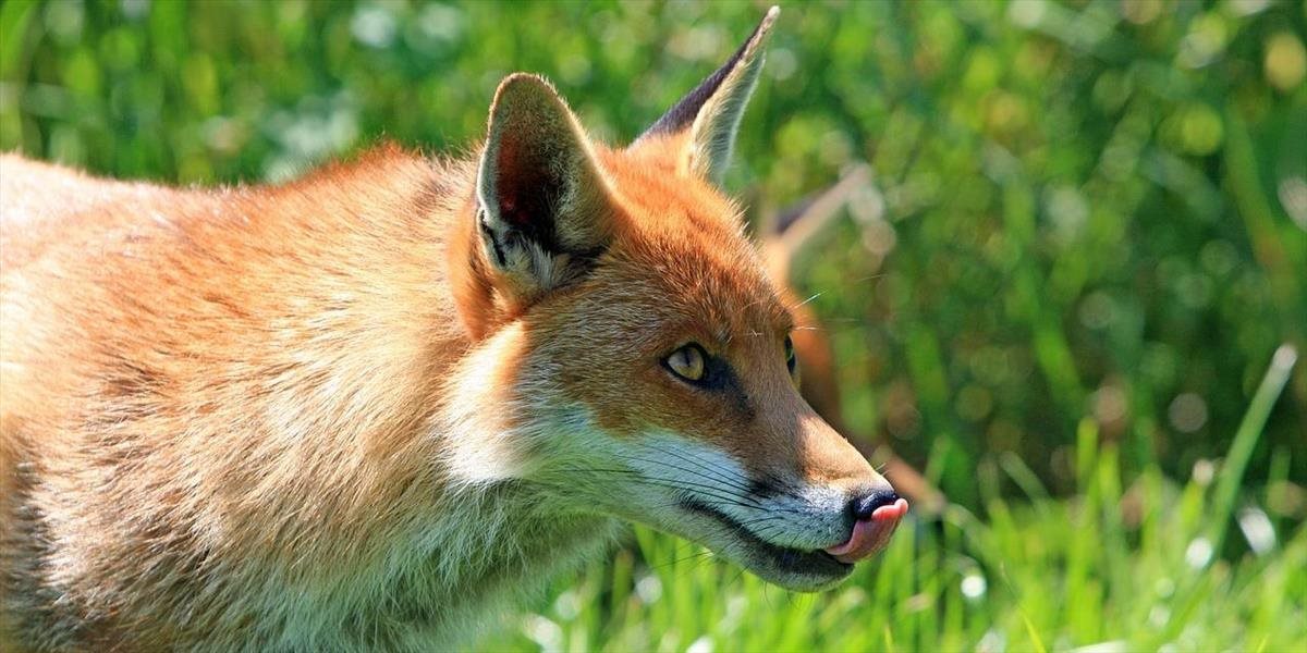 V meste Svit sa premnožili líšky, začali s odstrelom
