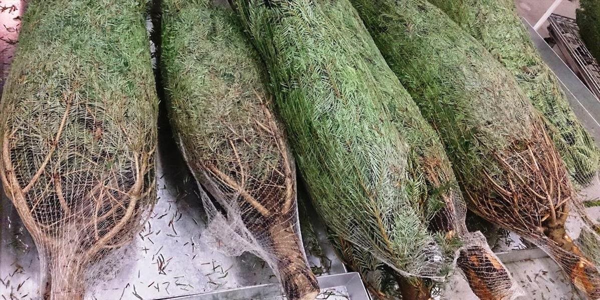 V Bratislave ukradli 21 ihličnatých stromčekov