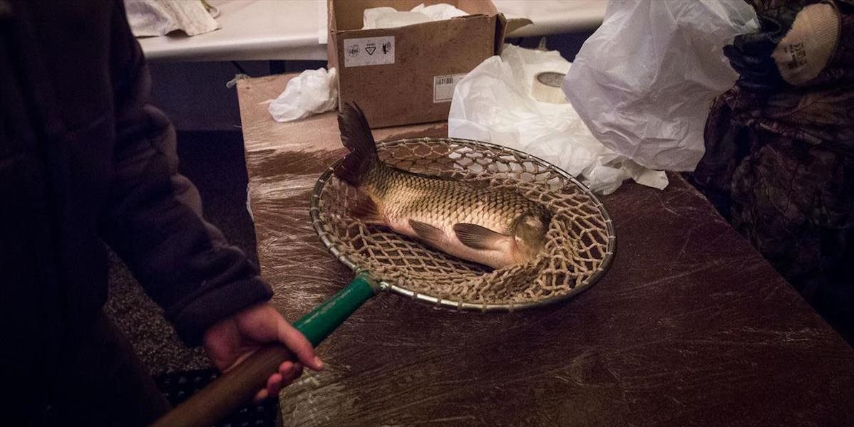 Slovensko v produkcii kaprov za okolitými štátmi zaostáva