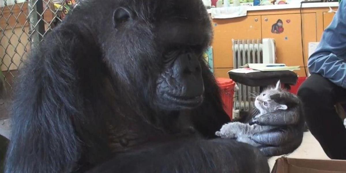 Najstaršia gorila v Spojených štátoch oslavuje šesťdesiatku