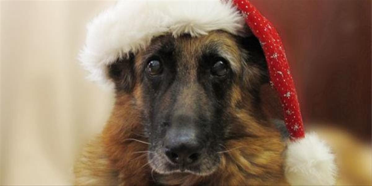 Maškrtami psom škodíme, blikajúci stromček ich môže vydesiť