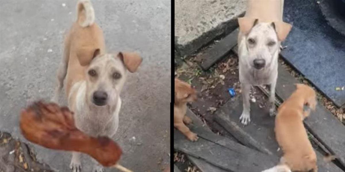 Toto VIDEO vás dostane: Túlavý pes dostane jedlo, rozdelí sa so šteniatkami