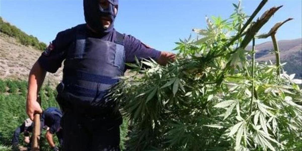Albánska polícia zhabala takmer 1,4 tony marihuany