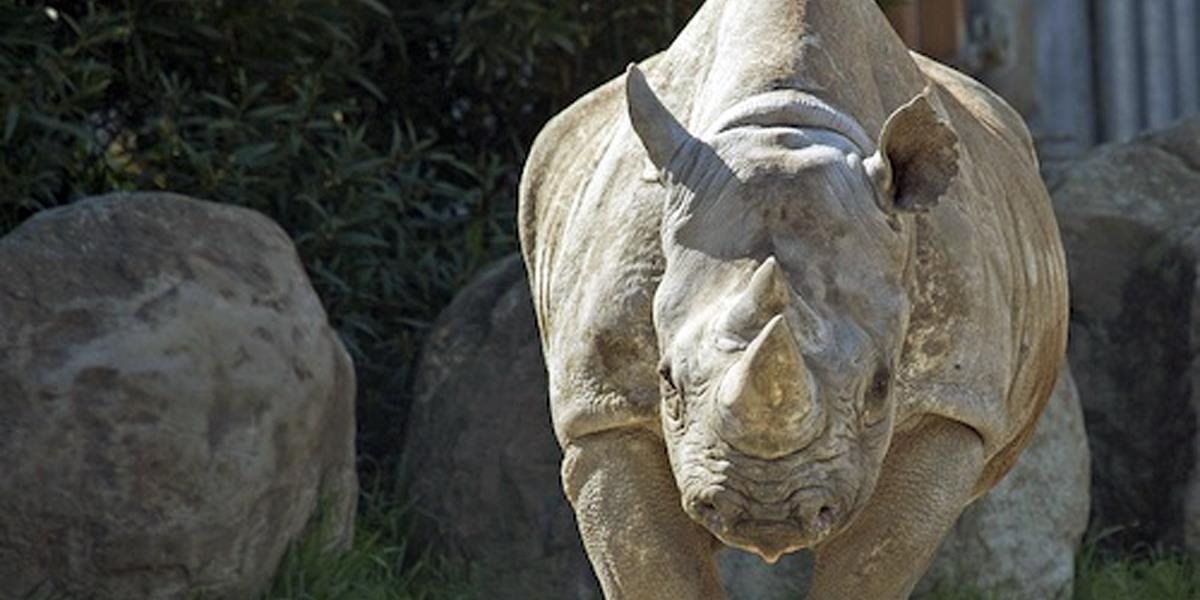 Nosorožec zabil štvorročné dievčatko a zranil jeho starú mamu