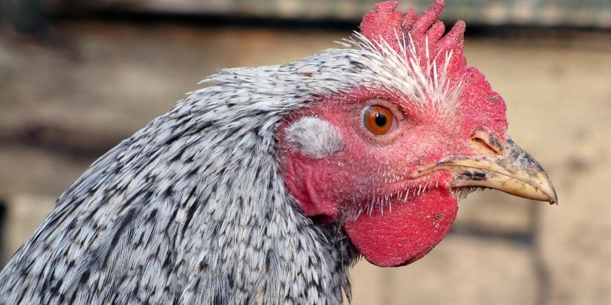 V Japonsku utratia ďalších 107-tisíc kurčiat kvôli vtáčej chrípke