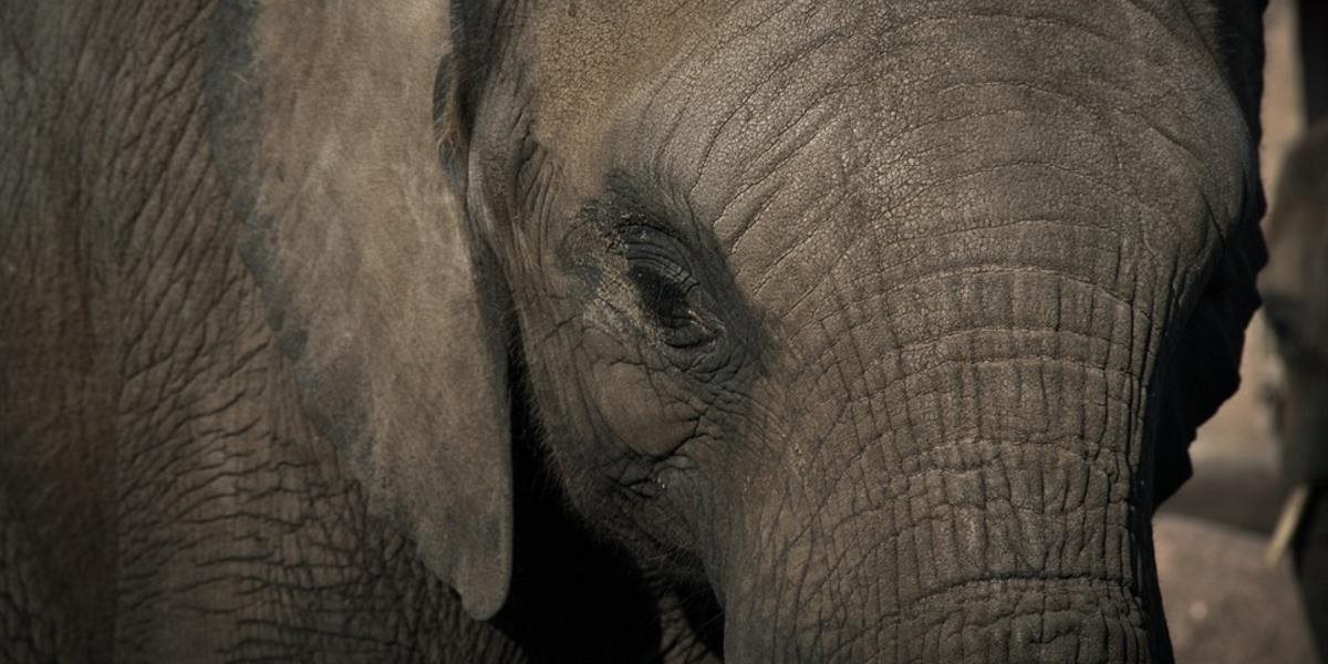 Pri útoku slonieho stáda zahynul jeden človek; ďalší dvaja sú zranení
