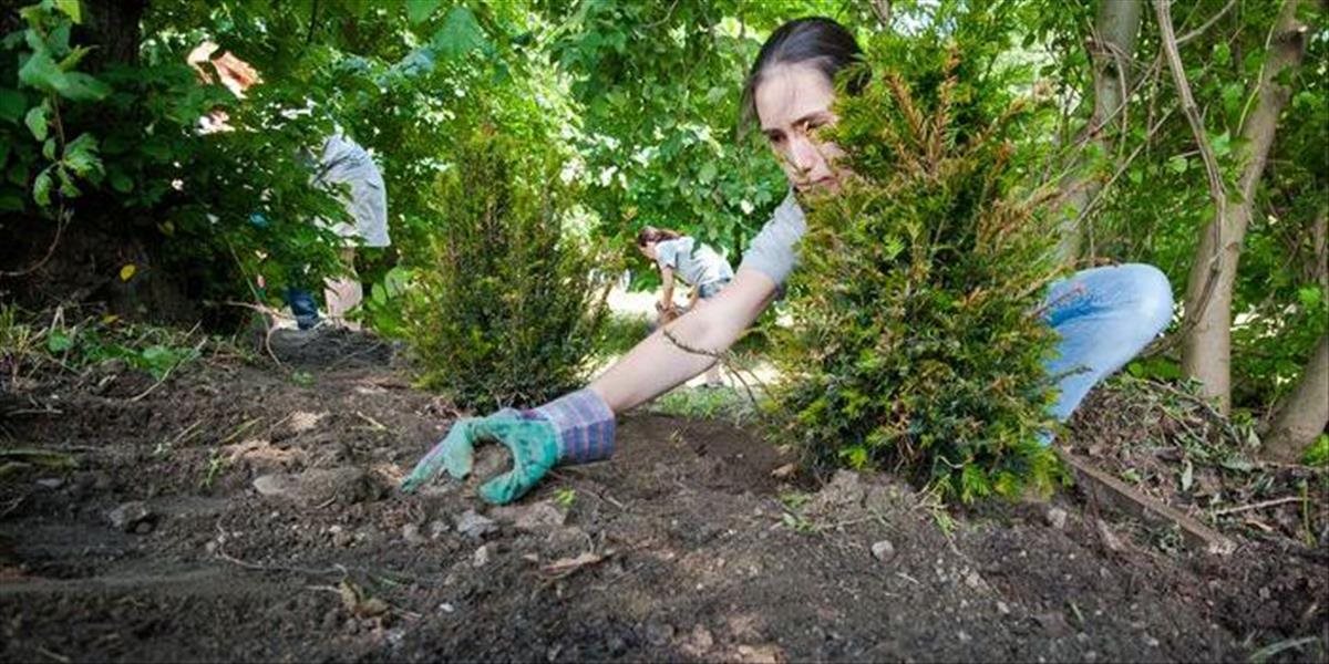 Štátny podnik Lesy vysadil na Slovensku v tomto roku 15 miliónov stromov