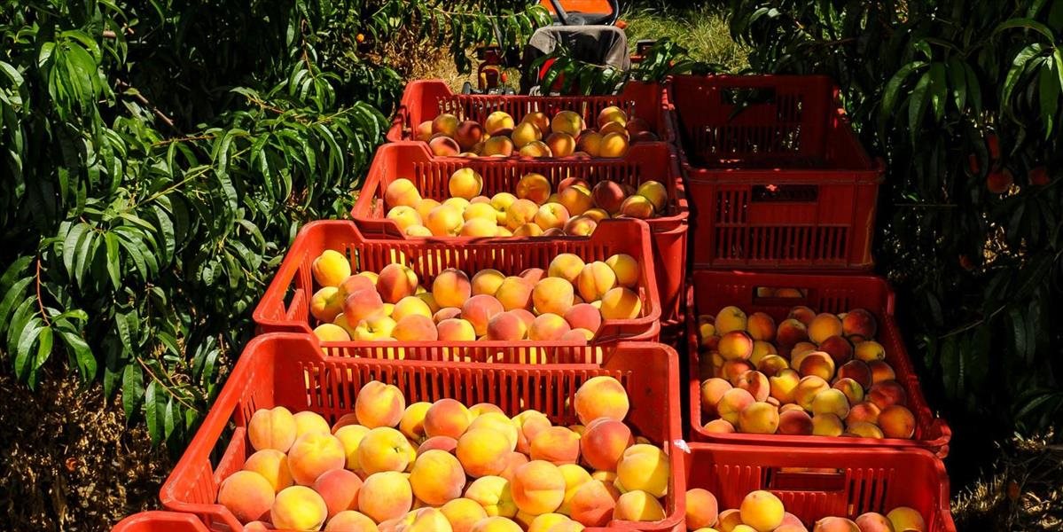 Slovenskí ovocinári vypestovali len 40 % z bežného priemeru úrody