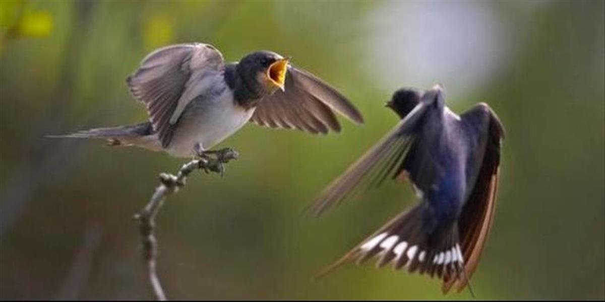 Vtáky pre otepľovanie migrujú na hniezdiská skôr