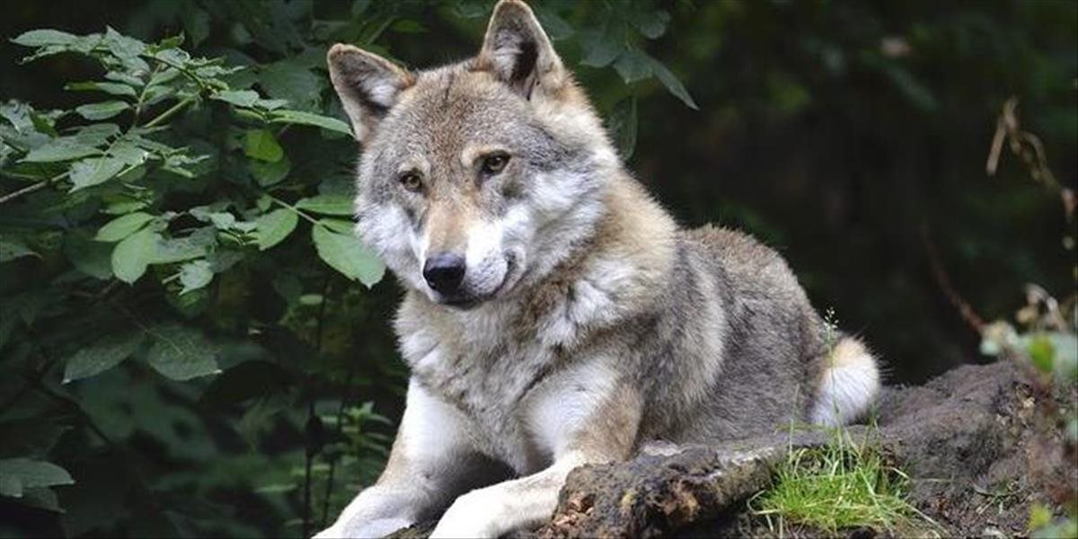 Odstrel vlkov nemá opodstatnenie, sú sanitármi lesa