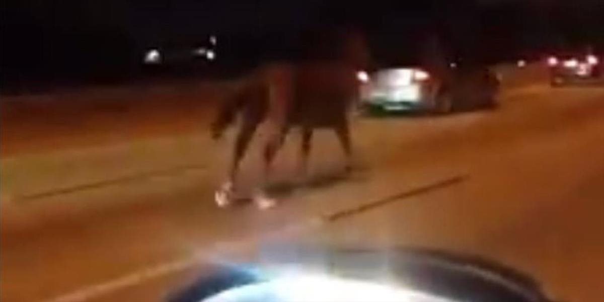 Petardami vyplašené kone vbehli na diaľnicu v Nemecku a zrazili sa s autom
