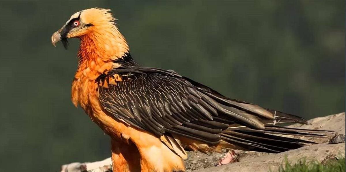 Na Slovensku vlani zaznamenali nové druhy vtákov