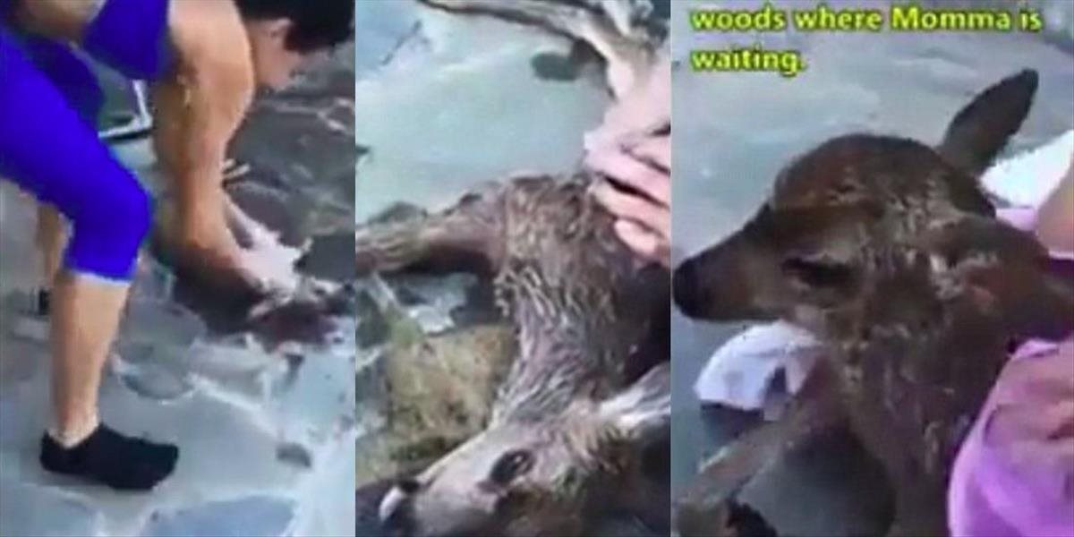 VIDEO Hrdinka: Žena zachránila srnku z bazéna, musela jej dať prvú pomoc