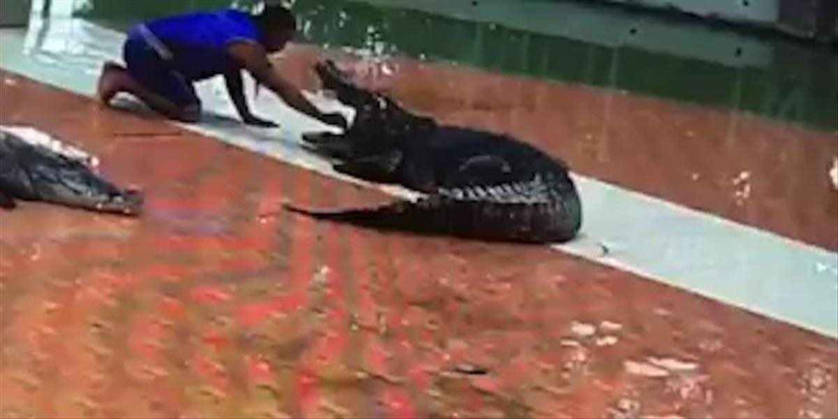 VIDEO, z ktorého mrazí: Krokodíl počas šou napadol trénera, urobil na ňom smrtiaci chmat