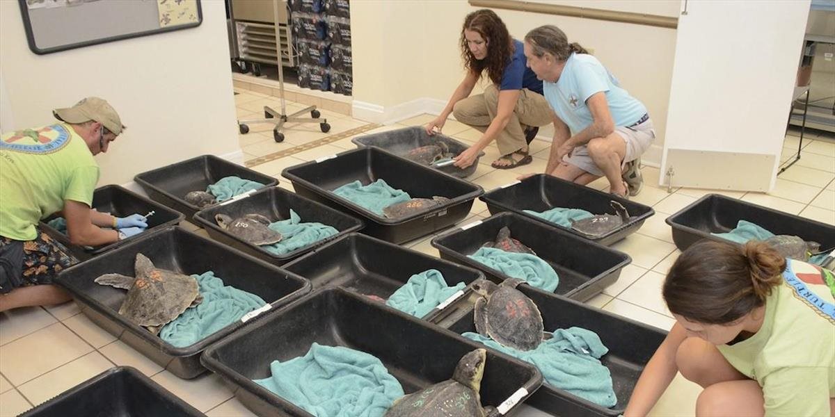 FOTO Korytnačky dostali zápal pľúc, previezli ich do nemocnice na Floride
