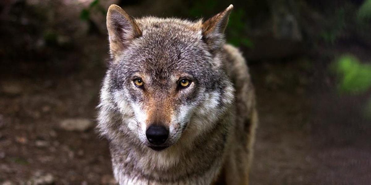 Bratislavská ZOO v tomto roku otvorí novú chovnú stanicu pre vlky