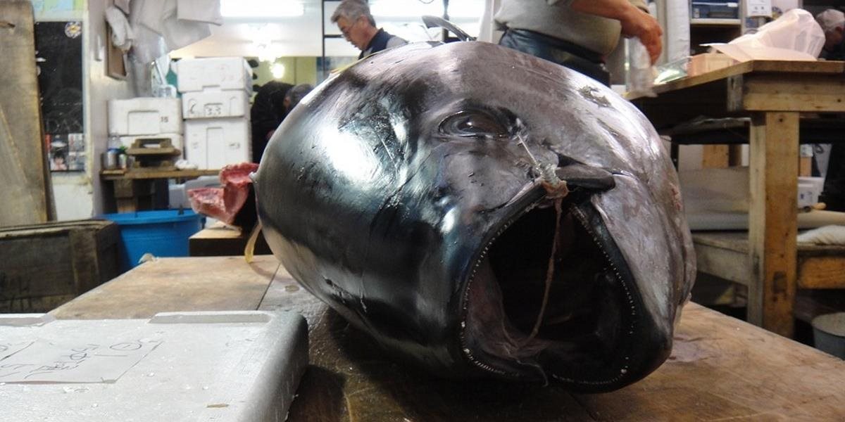 Japonsko: Tuniak sa na prvej dražbe roka 2017 predal za 632-tisíc dolárov