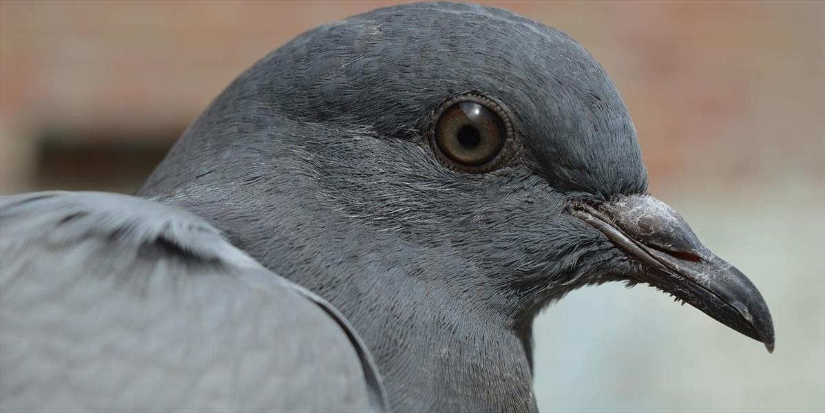 Pri Komárne zistili tretie ohnisko vtáčej chrípky, a to u voľne žijúcich vtákov