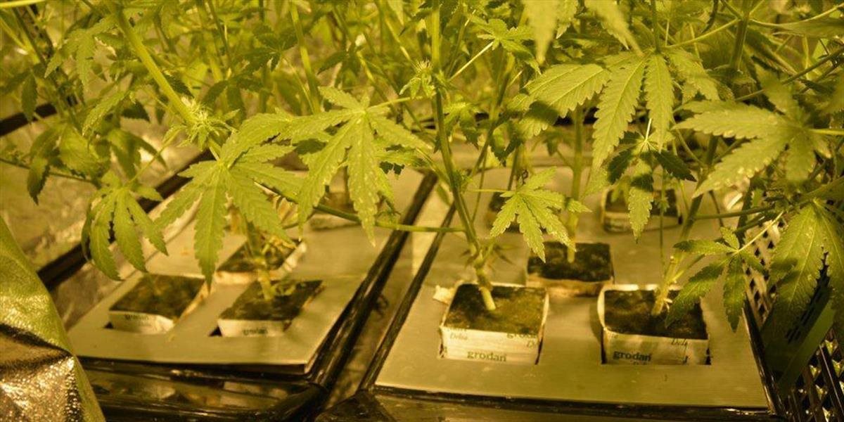 Poriadny úlovok v Nemecku: Asi 700 rastlín marihuany objavila polícia v strešnom byte v Lipsku