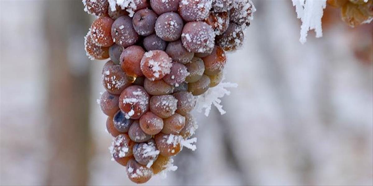 V Nemecku oberajú posledné hrozno na ľadové víno, ktorému zima osoží
