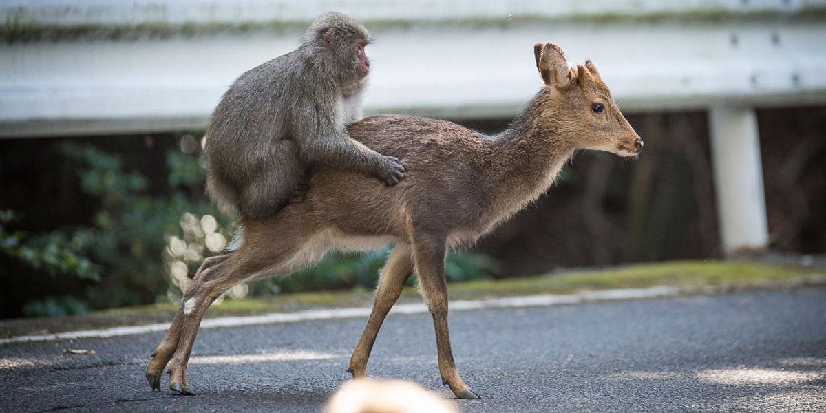 VIDEO Toto ste ešte nevideli: Japonské opice sa chcú páriť s laňou