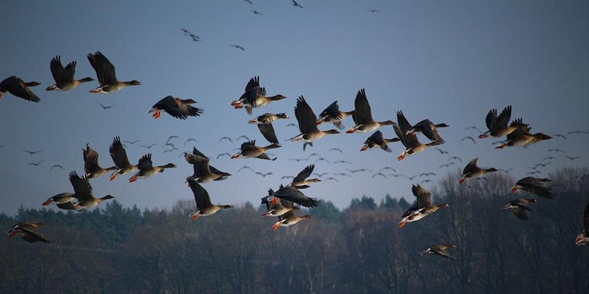 Na Slovensku sa potvrdilo ďalšie ohnisko vtáčej chrípky