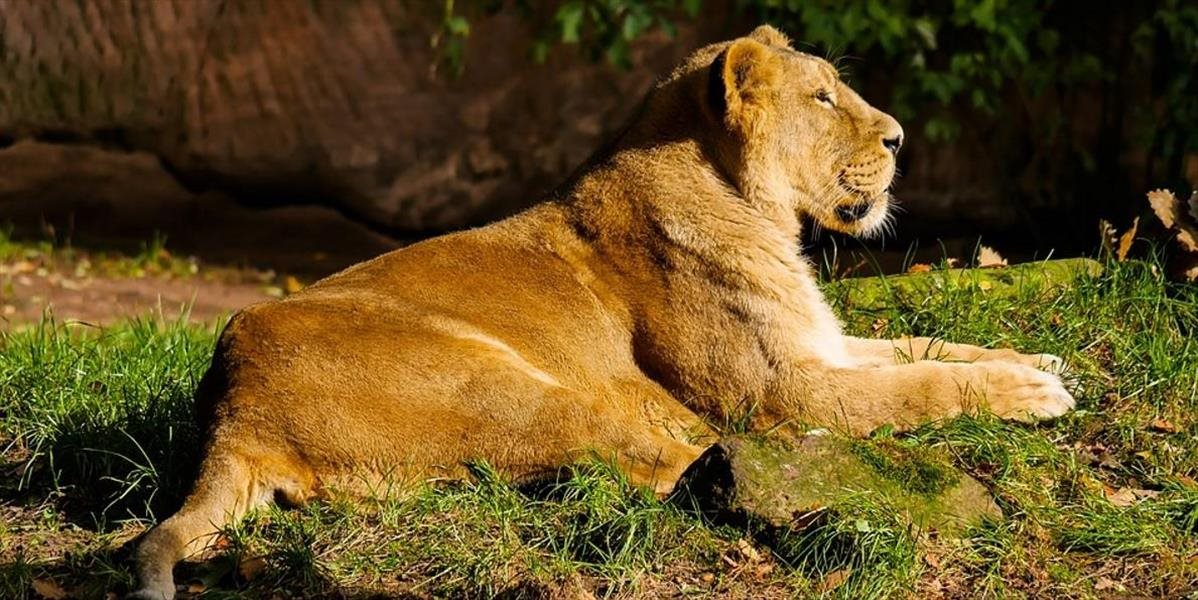 Polícia v Juhoafrickej republike pátra po zabijakoch levov, ktorí mŕtvym zvieratám odoberajú hlavy