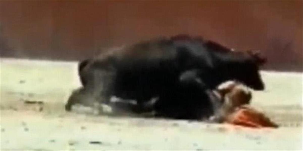 Šokujúce VIDEO Býk sa pokúsil spáriť s trpasličou toreádorkou