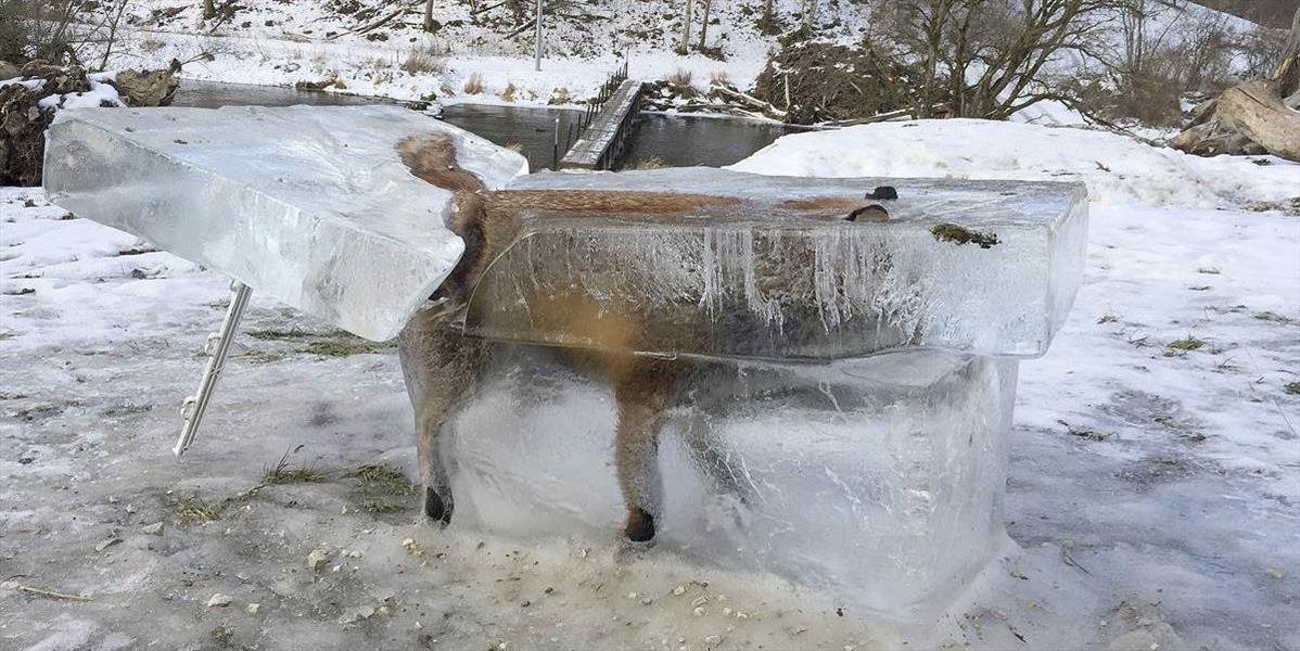 FOTO Poľovník varuje pred tenkým ľadom: Vystavil líšku zamrznutú v kuse riečneho ľadu