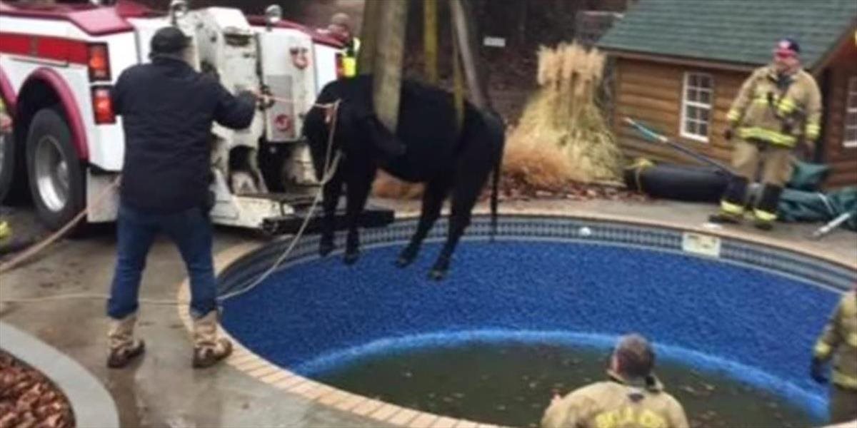 VIDEO Kuriózny prípad: Hasiči zachraňovali kravu z bazéna