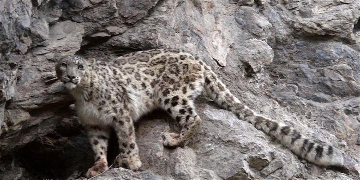 Záchrana leopardov snežných v Nepále závisí aj od zapojenia miestnych komunít