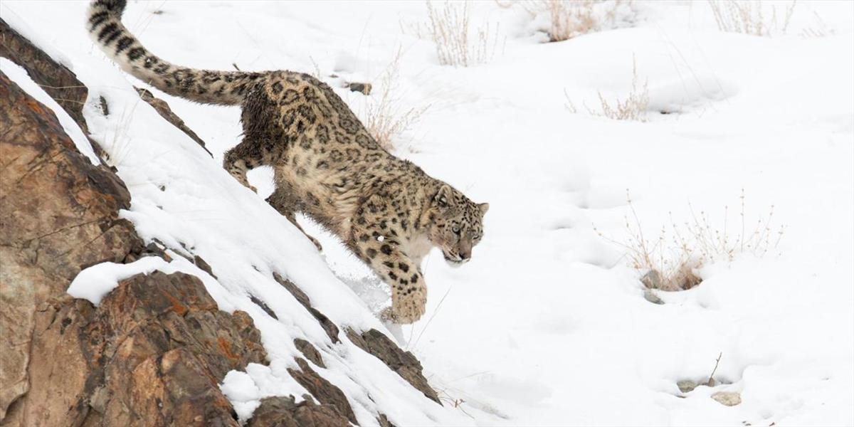 Leoparda snežného a škvrnitého nafilmovali na rovnakej lokalite