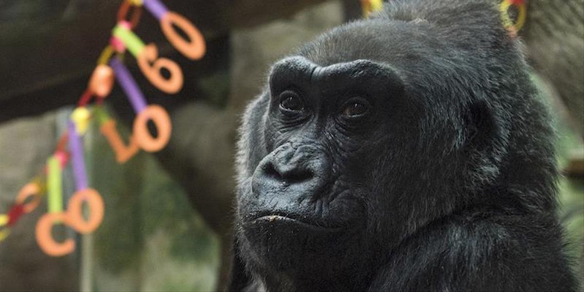 Zomrela najstaršia gorila v USA a zároveň prvá, ktorá sa narodila v zoo