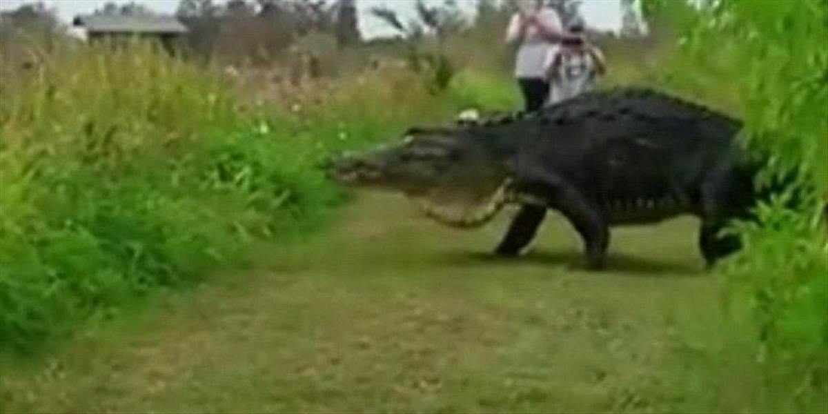 VIDEO Návštevníčka prírodnej rezerváie na Floride natočila obrovitého aligátora