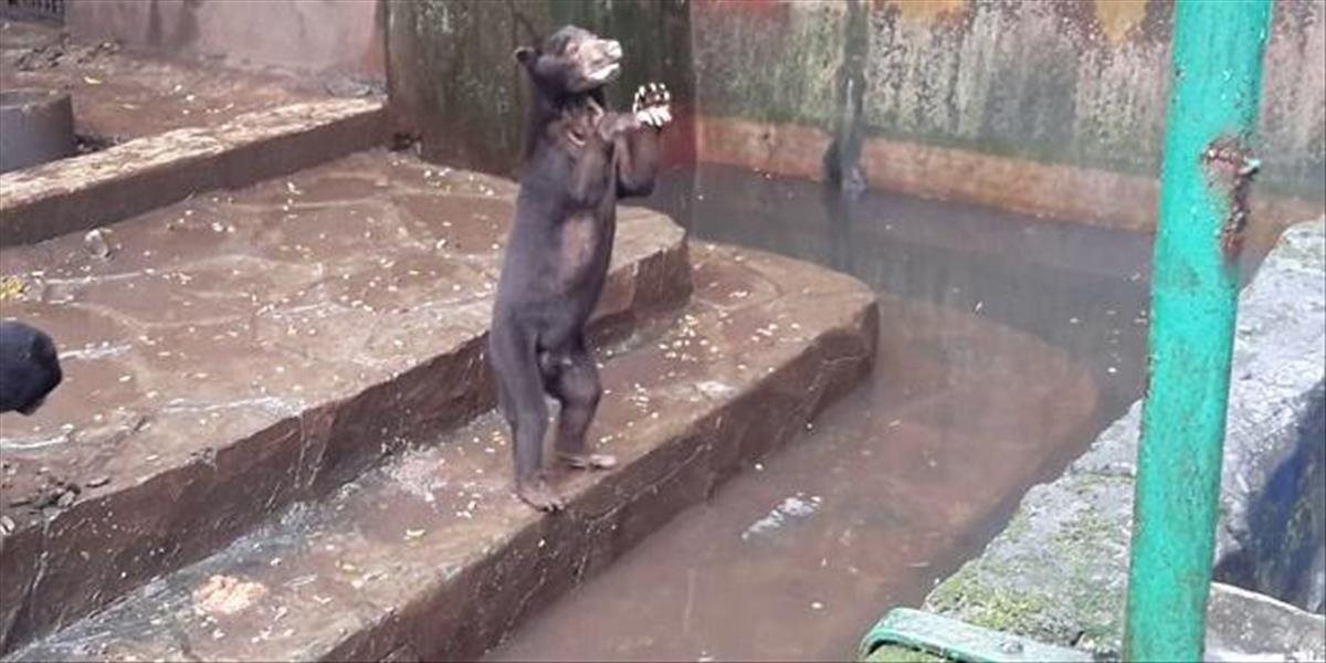 Šokujúce VIDEO: Vyhladované medvedíky v zoo prosia o jedlo