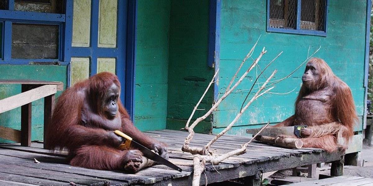 Úžasné VIDEO: Šikovný orangutan dokáže používať pílu ako skúsený remeselník