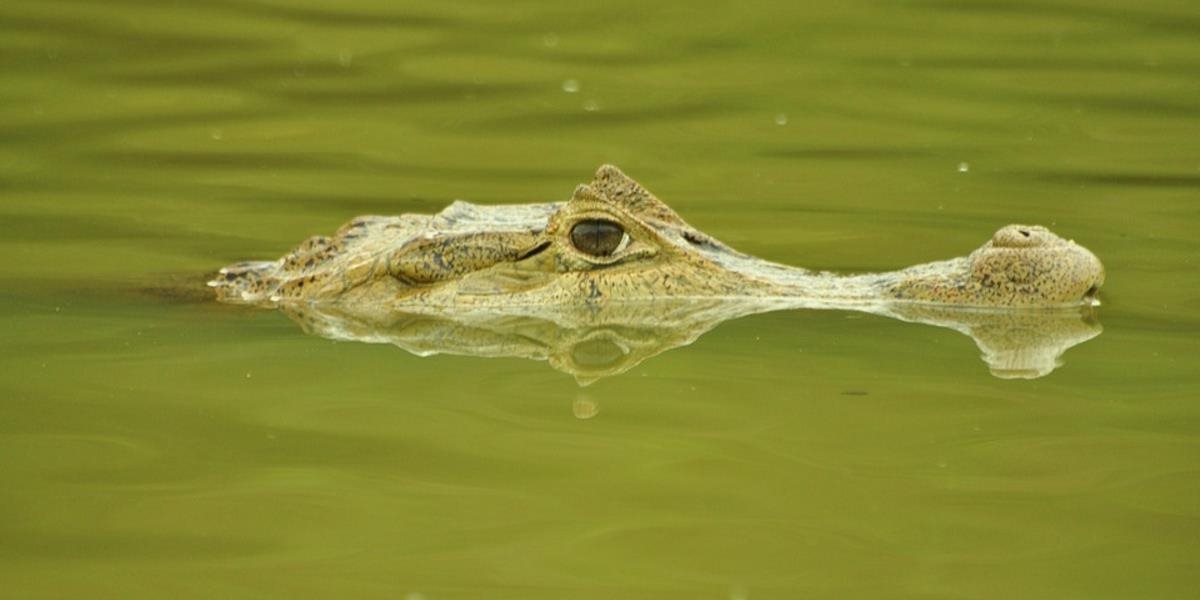 Austrália: Muž sa brodil zaplaveným priechodom cez rieku, zabil ho krokodíl