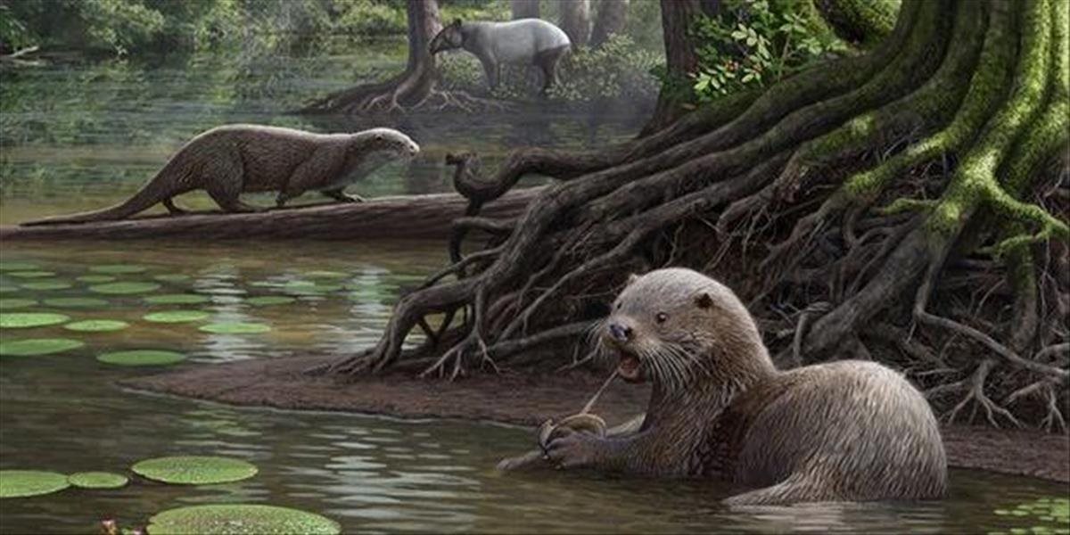 V Číne objavili fosílie obrovskej vydry, ktorá žila pred 6,2 miliónmi rokov