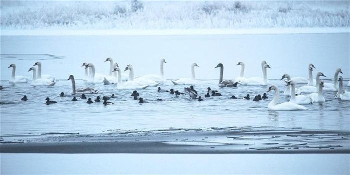 V okrese Komárno za jeden deň zaznamenali 70 uhynutých labutí
