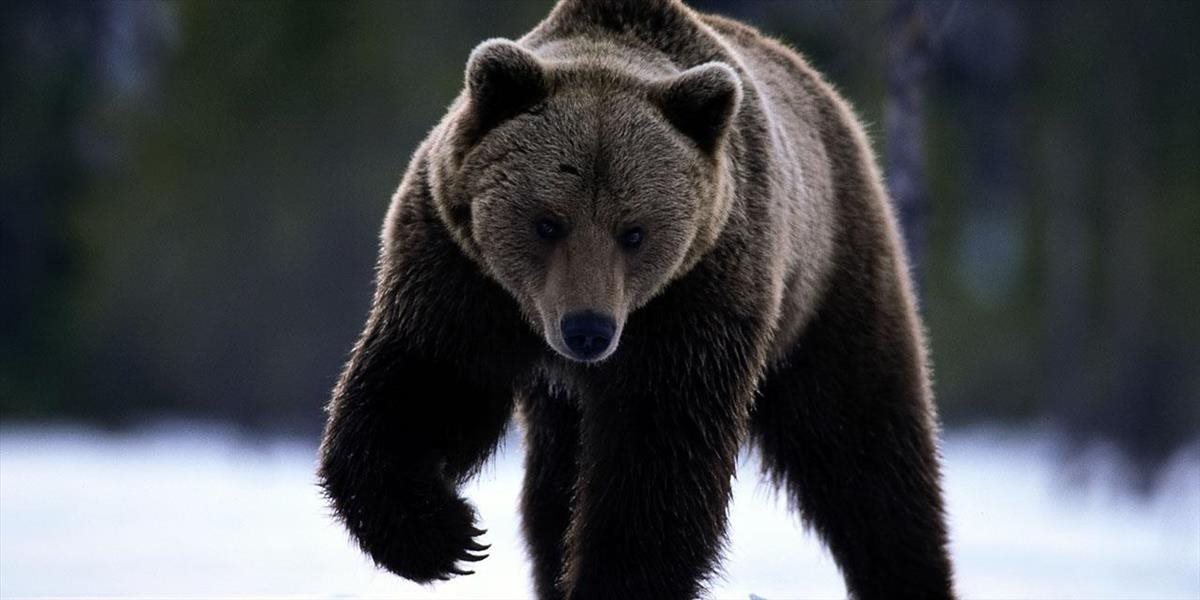 Na Kamčatke zastrelili vlani 60 medveďov