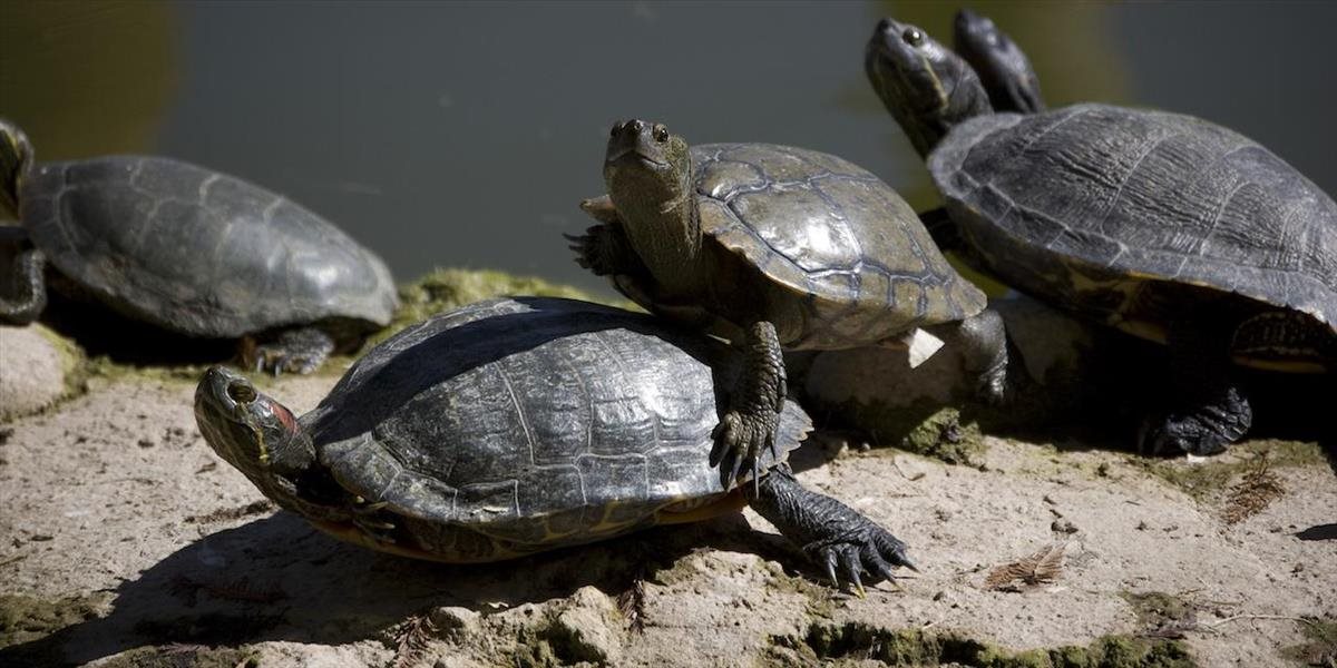 Čech pašoval z Hongkongu chránené korytnačky zabalené v plienkach