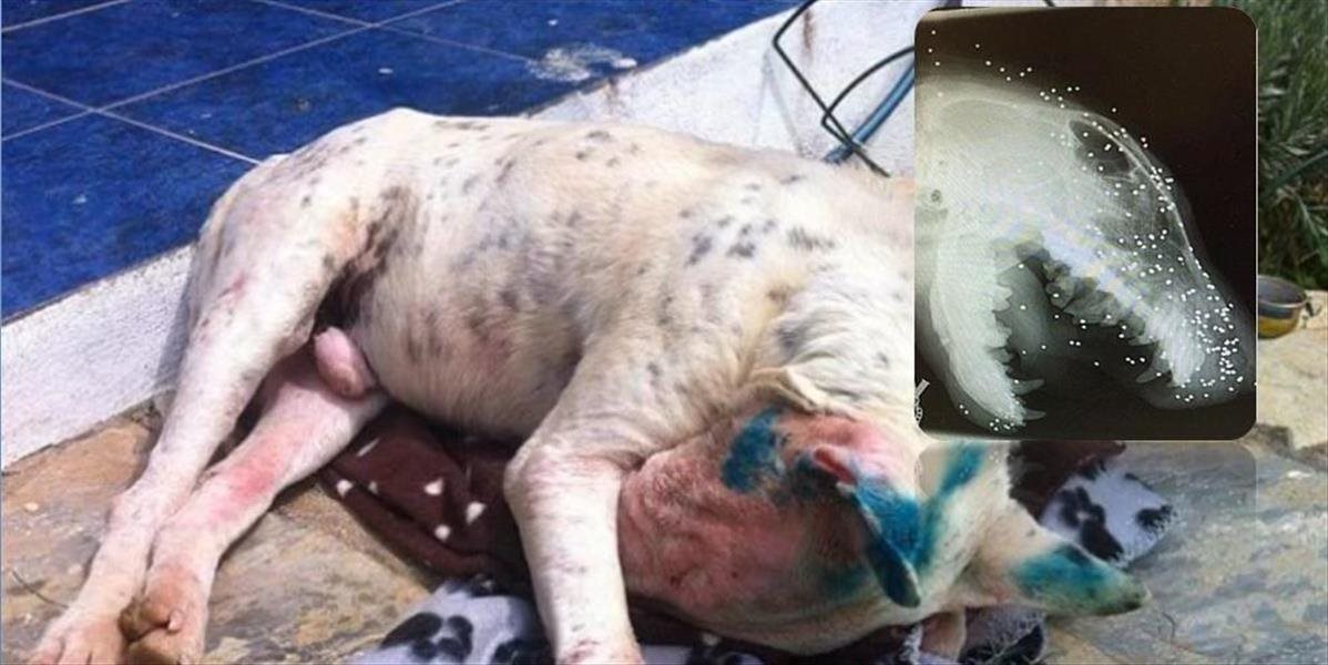 FOTO Psie peklo: Tento bulteriér dostal do hlavy 50 brokov, prežil ale oslepol