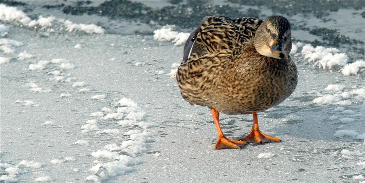 Zima vyhnala zo Slovenska viaceré vodné vtáky, ukázalo zimné sčítanie